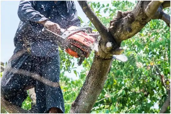 tree services Littlestown